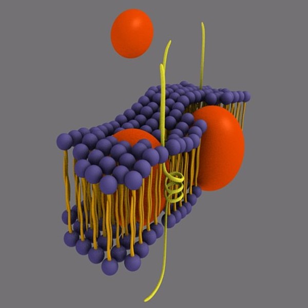membrane animation facilitated diffusion 3d blend - Facilitated diffusion animation by Marcin Kurczewski
