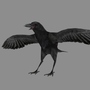 3d crow model