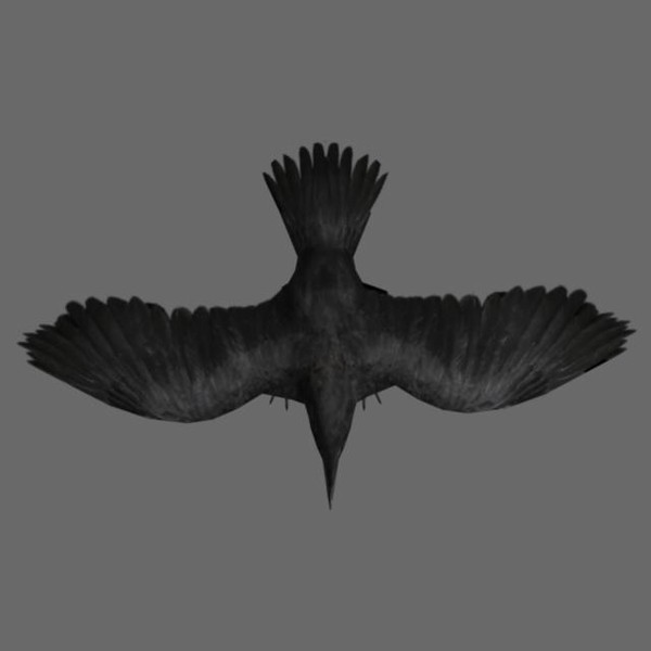 ma crow feathers bird - Crow Rig... by therealjz
