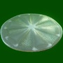 protist diatom ocean 3d model