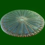 protist diatom 3d max
