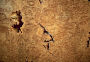 burled wood.jpg