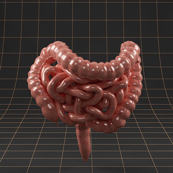 3ds max colon small intestine - Anatomy_intestine by bihoreanul