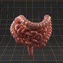3d colon small intestine model