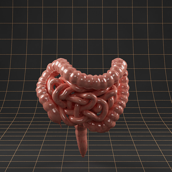 3ds max colon small intestine - Anatomy_intestine by bihoreanul
