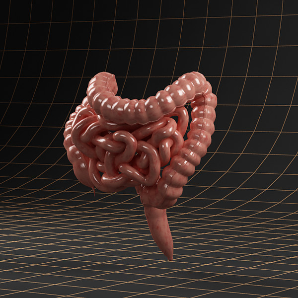 3ds max colon small intestine - Anatomy_intestine by bihoreanul