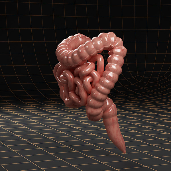 3ds max colon small intestine - Anatomy_intestine by bihoreanul
