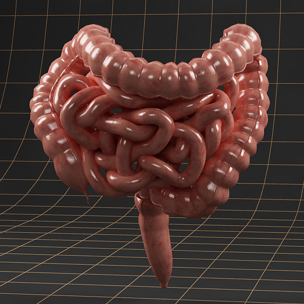 3ds max colon small intestine - Anatomy_intestine by bihoreanul