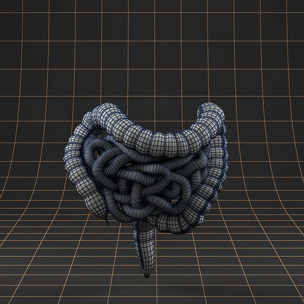 3ds max colon small intestine - Anatomy_intestine by bihoreanul