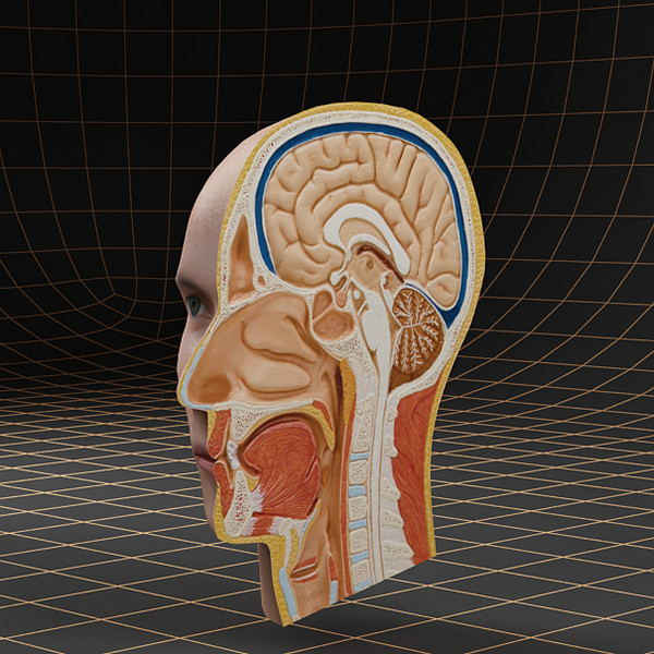 3d head cutaway - Anatomy_head_cutaway by bihoreanul