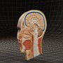 head cutaway 3d model