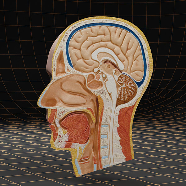 3d head cutaway - Anatomy_head_cutaway by bihoreanul