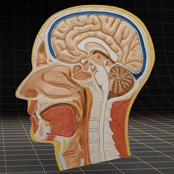 3d head cutaway - Anatomy_head_cutaway by bihoreanul