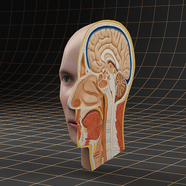 3d head cutaway - Anatomy_head_cutaway by bihoreanul