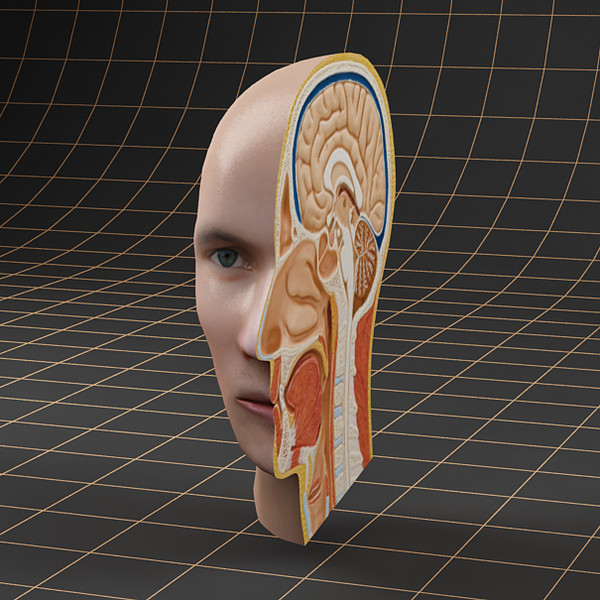 3d head cutaway - Anatomy_head_cutaway by bihoreanul