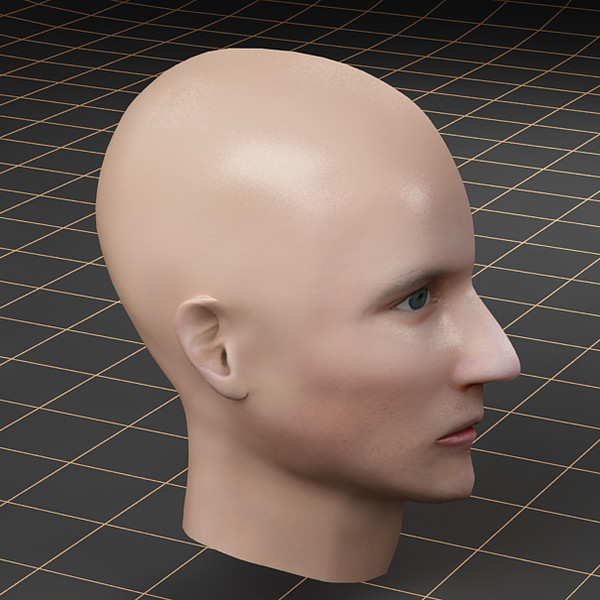 3d head cutaway - Anatomy_head_cutaway by bihoreanul
