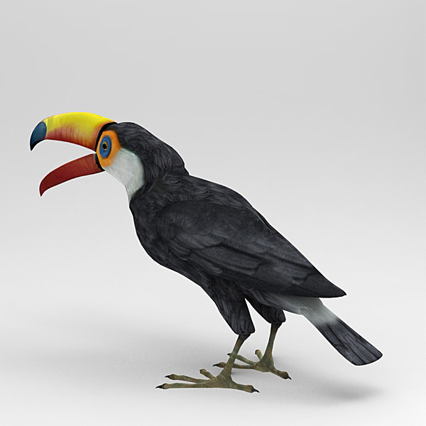 3d model of bird - Toucan by 3d_Wanderer