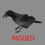 ma crow feathers bird