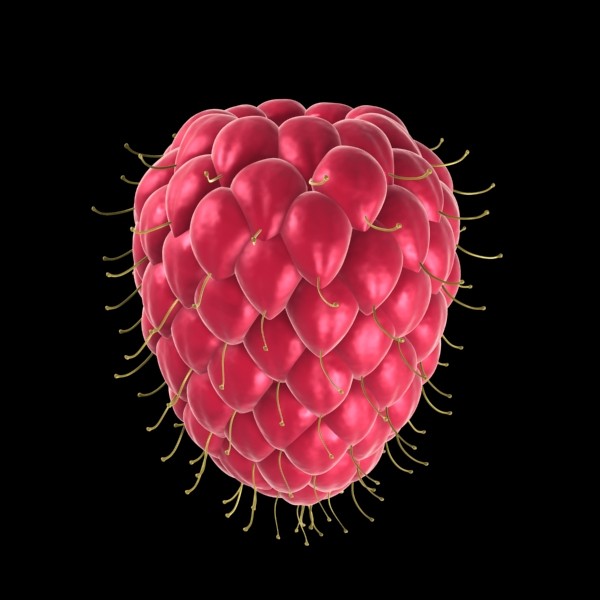 3d model raspberry fruit - Lampone by FraP