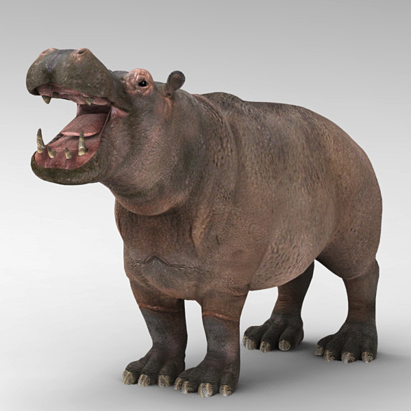 hippopotamus 3d model - Hippopotamus by 3d_Wanderer