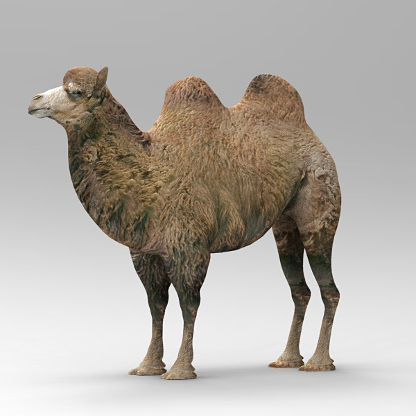 camel 2 3d model - Camel 2... by 3d_Wanderer
