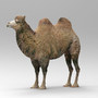 camel 2 3d model