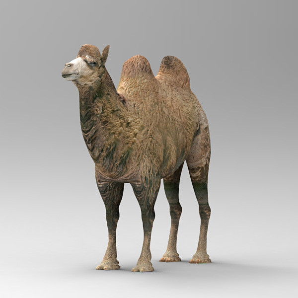 camel 2 3d model - Camel 2... by 3d_Wanderer
