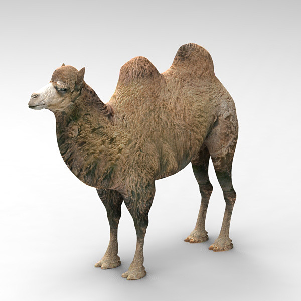 camel 2 3d model - Camel 2... by 3d_Wanderer