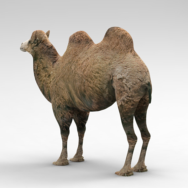 camel 2 3d model - Camel 2... by 3d_Wanderer