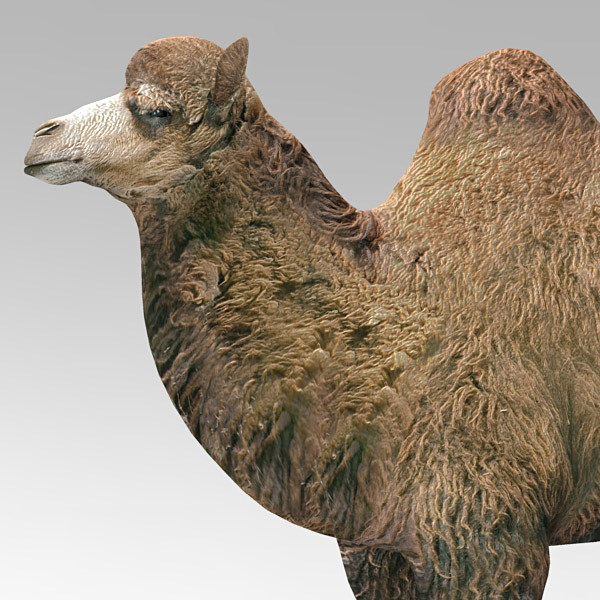 camel 2 3d model - Camel 2... by 3d_Wanderer