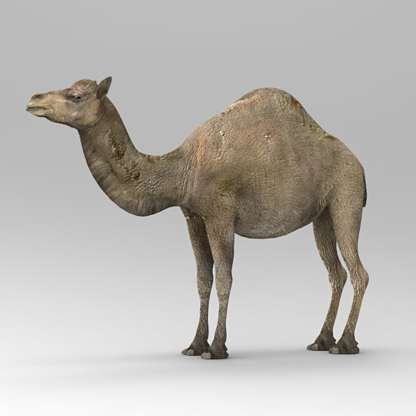 camel 3d max - Camel by 3d_Wanderer