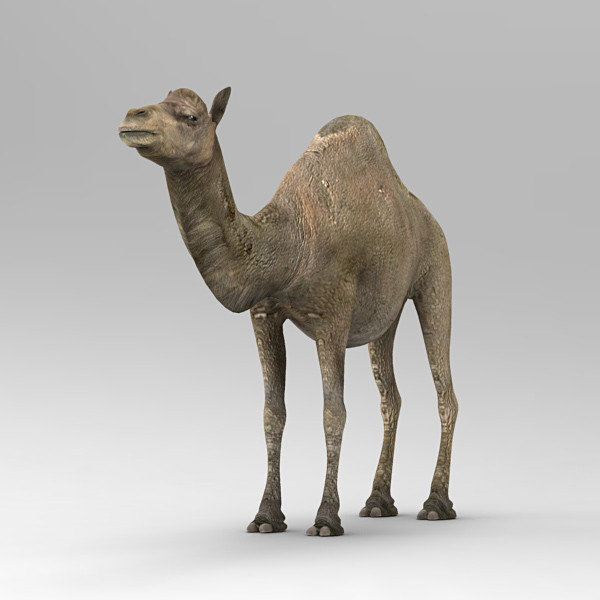 camel 3d max - Camel by 3d_Wanderer
