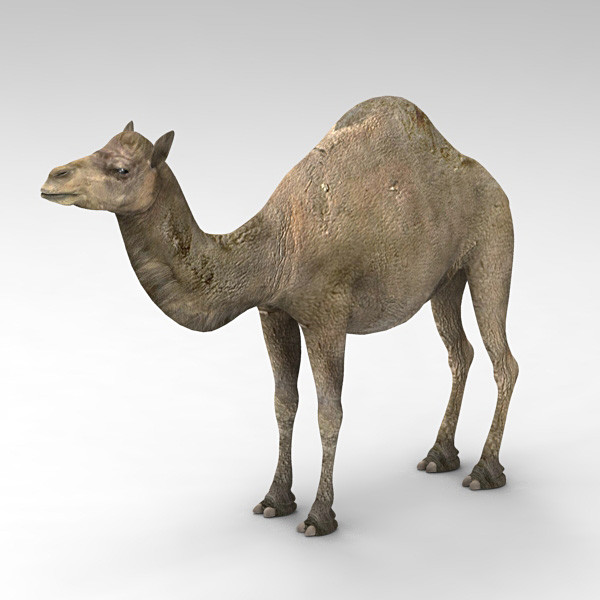camel 3d max - Camel by 3d_Wanderer