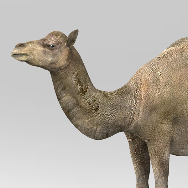 camel 3d max - Camel by 3d_Wanderer