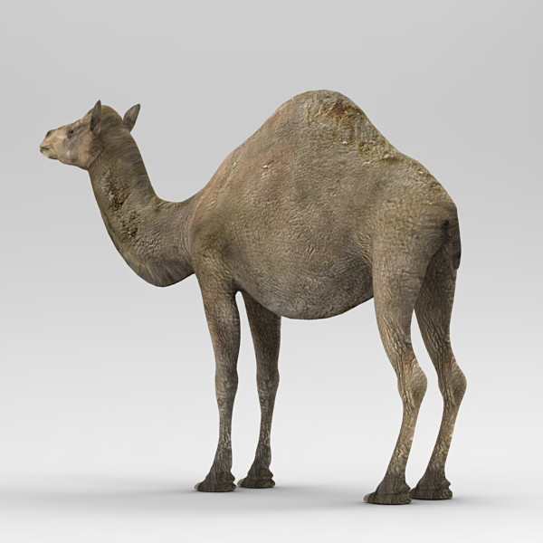 camel 3d max - Camel by 3d_Wanderer