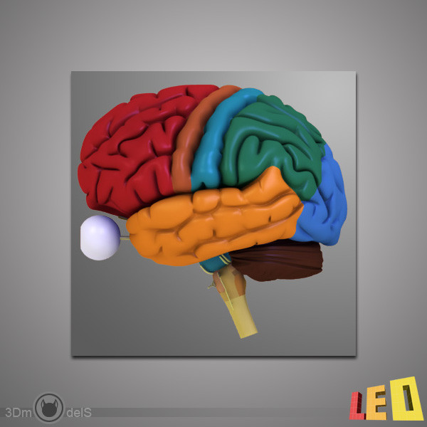 3d human brain model - Human Brain by leo3Dmodels