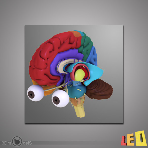 3d human brain model - Human Brain by leo3Dmodels