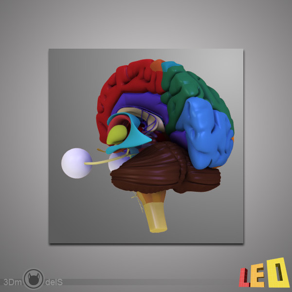 3d human brain model - Human Brain by leo3Dmodels