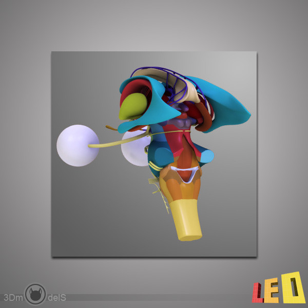 3d human brain model - Human Brain by leo3Dmodels