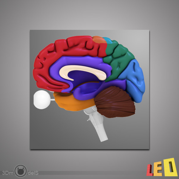 3d human brain model - Human Brain by leo3Dmodels
