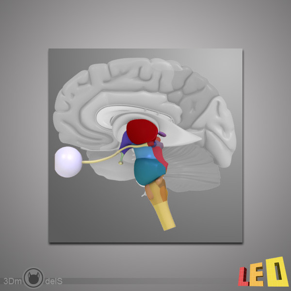 3d human brain model - Human Brain by leo3Dmodels