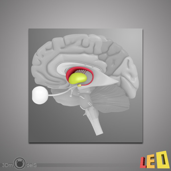 3d human brain model - Human Brain by leo3Dmodels
