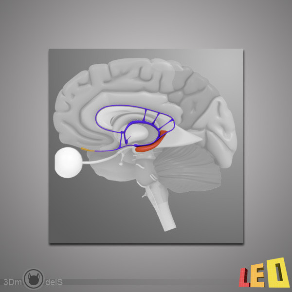 3d human brain model - Human Brain by leo3Dmodels