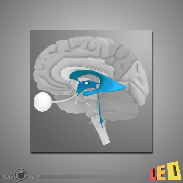 3d human brain model - Human Brain by leo3Dmodels