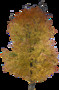 tree68