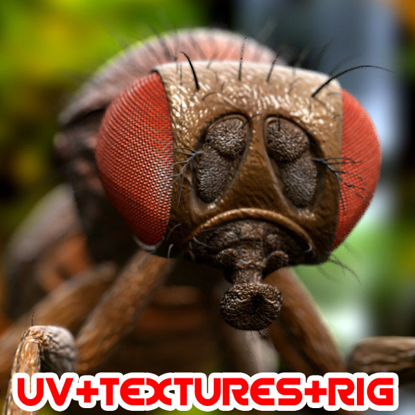 drosophila melanogaster fruit fly obj - Drosophila melanogaster (Fruit Fly) by triduza