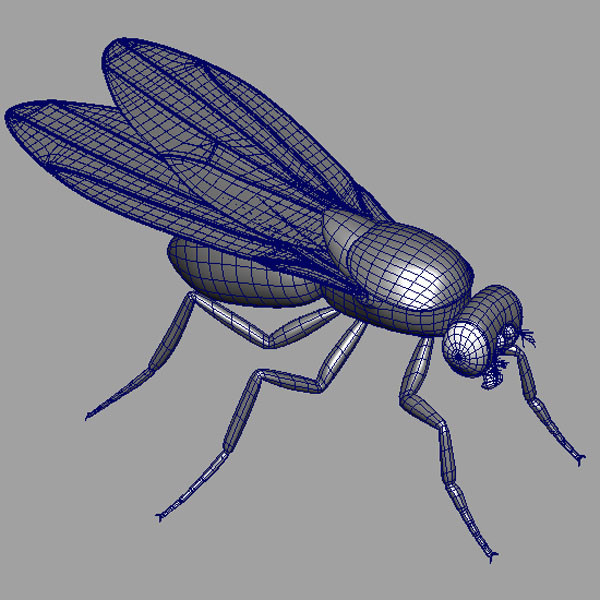 drosophila melanogaster fruit fly obj - Drosophila melanogaster (Fruit Fly) by triduza
