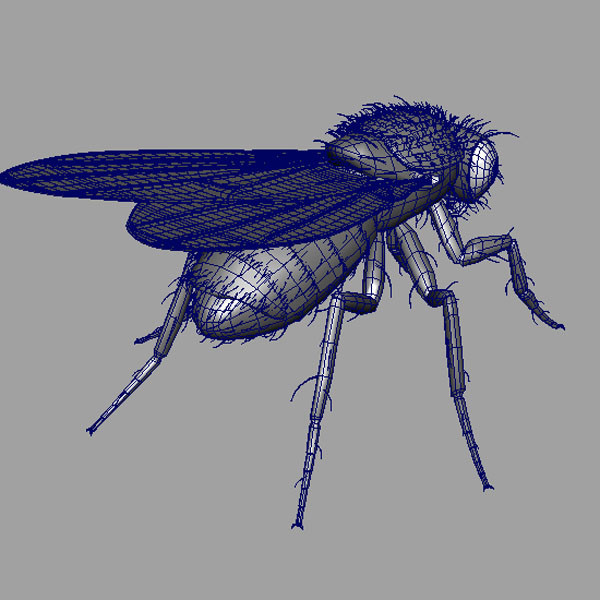 drosophila melanogaster fruit fly obj - Drosophila melanogaster (Fruit Fly) by triduza