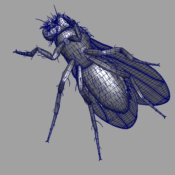 drosophila melanogaster fruit fly obj - Drosophila melanogaster (Fruit Fly) by triduza