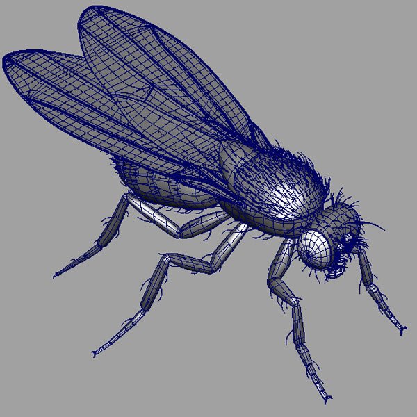 drosophila melanogaster fruit fly obj - Drosophila melanogaster (Fruit Fly) by triduza